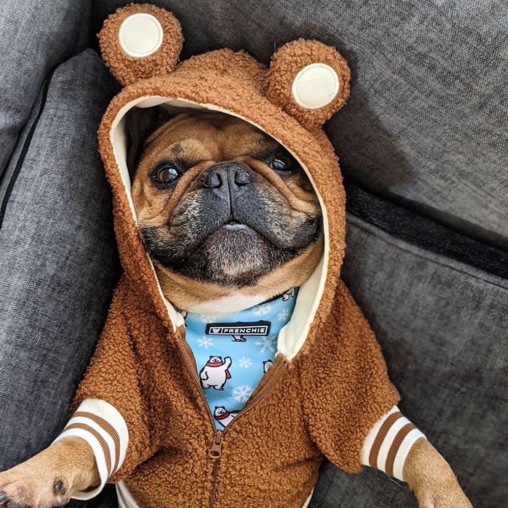 Frenchie Bulldog Dog Hoodie - Brown Teddy - Size XL